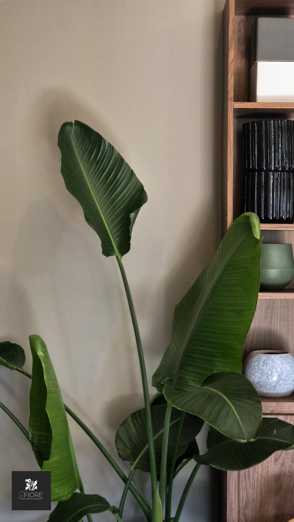 Plante Intérieur
