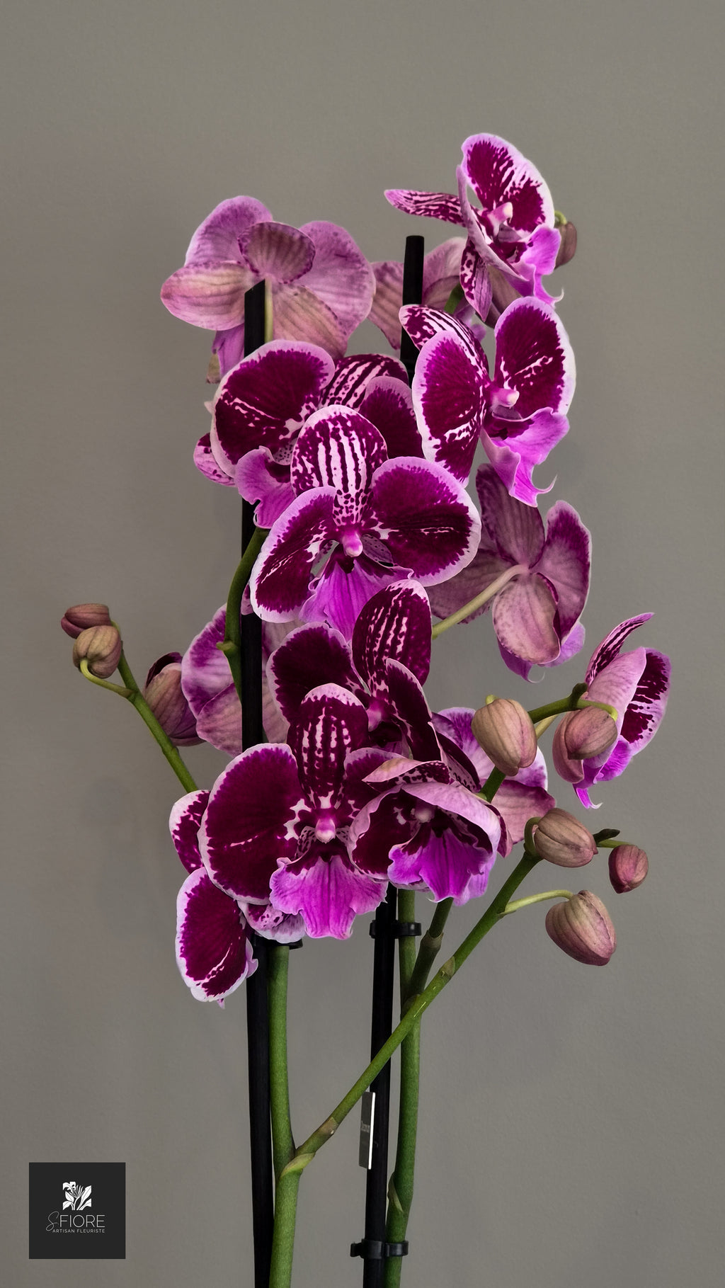 Orchidée 2 branche - Sans Pot