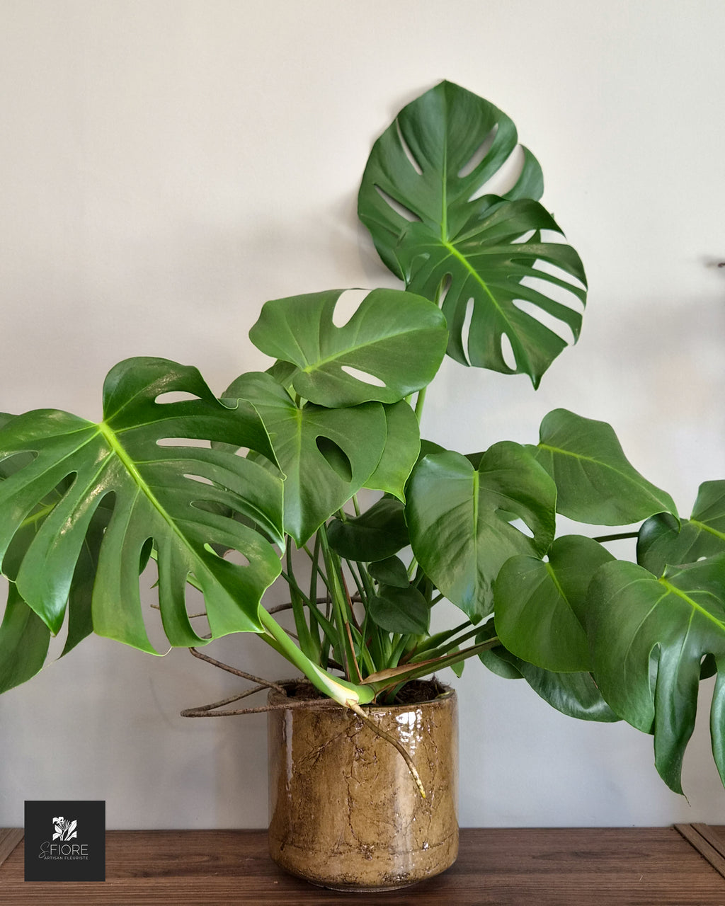 Monstera - Sans Pot