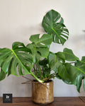 Monstera - Sans Pot