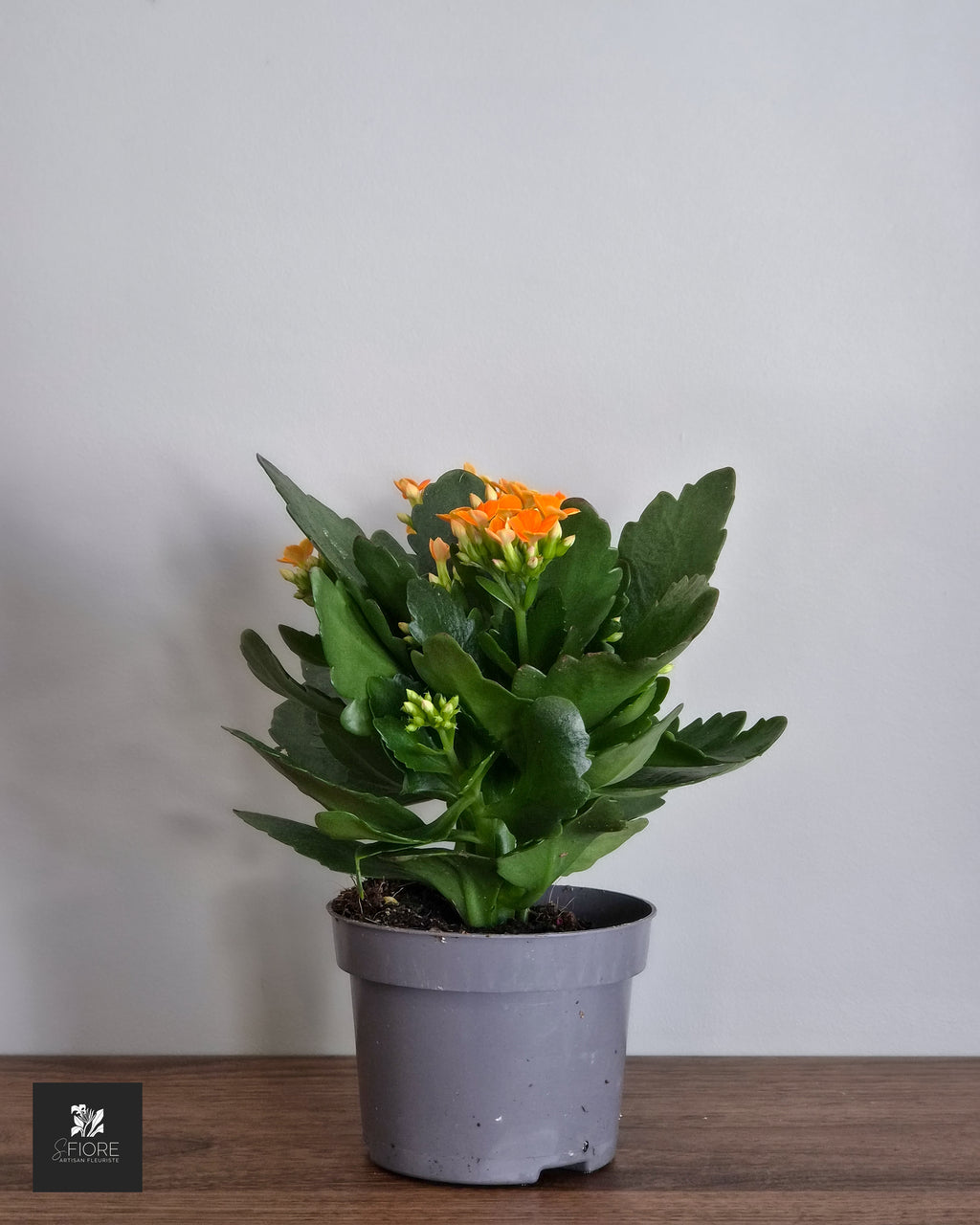 Kalanchoé - Sans Pot