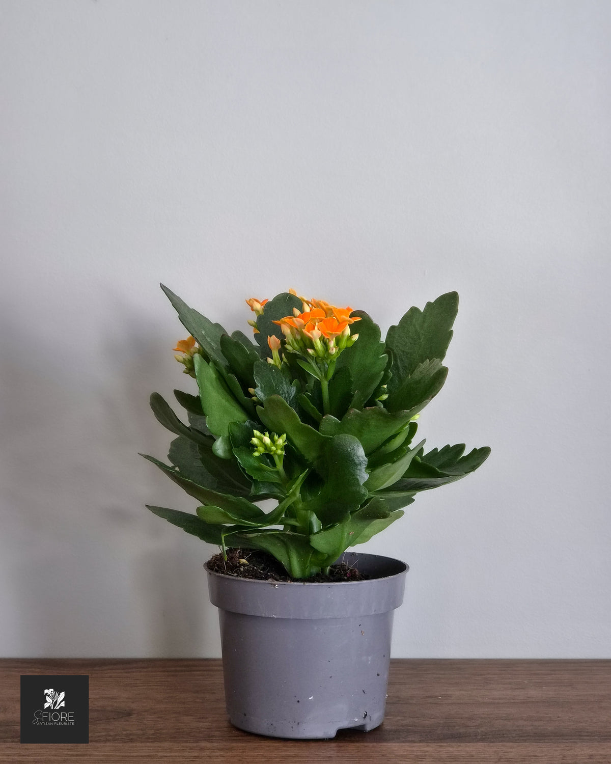 Kalanchoé - Sans Pot