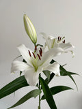 Lys