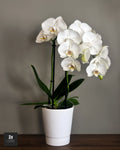 Orchidée Blanche - Avec Pot
