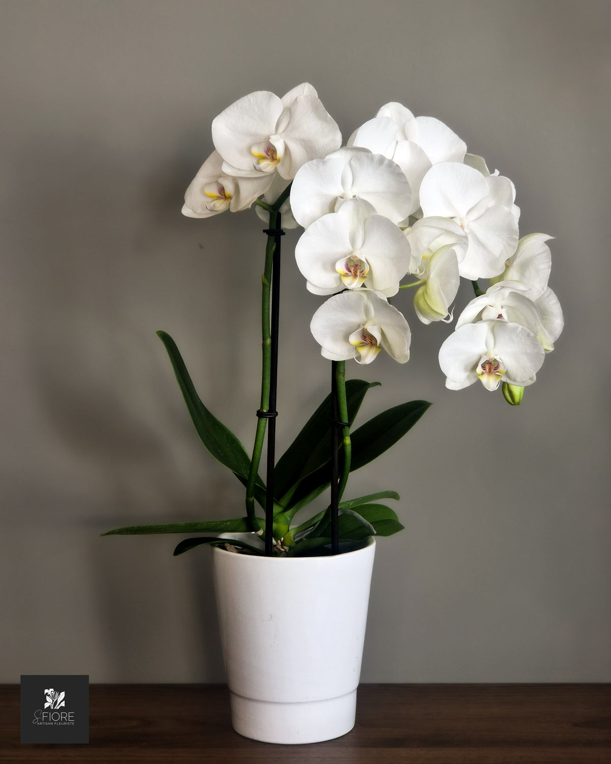 Orchidée Blanche - Avec Pot