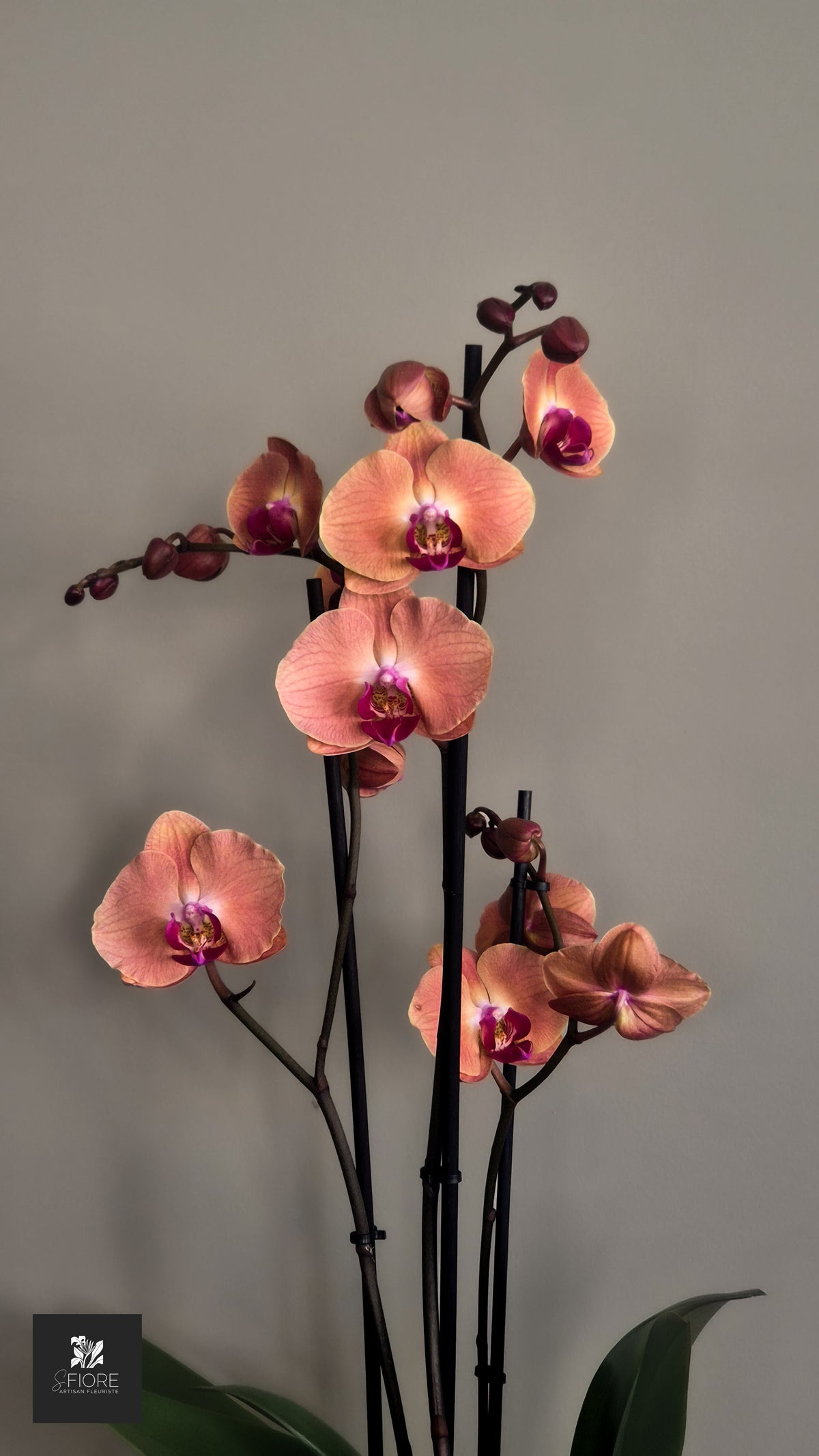 Orchidée 2 branche - Sans Pot