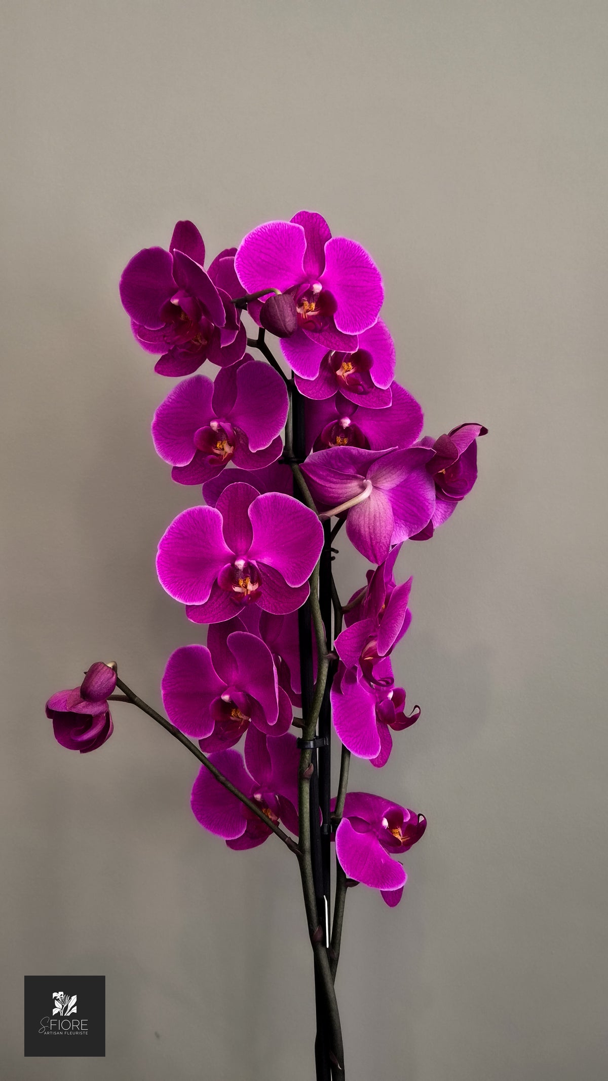 Orchidée 2 branche - Sans Pot