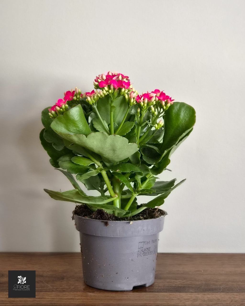 Kalanchoé - Sans Pot