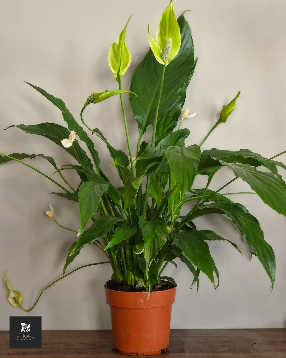 Spathiphyllum (Fleur de Lune) - Sans Pot