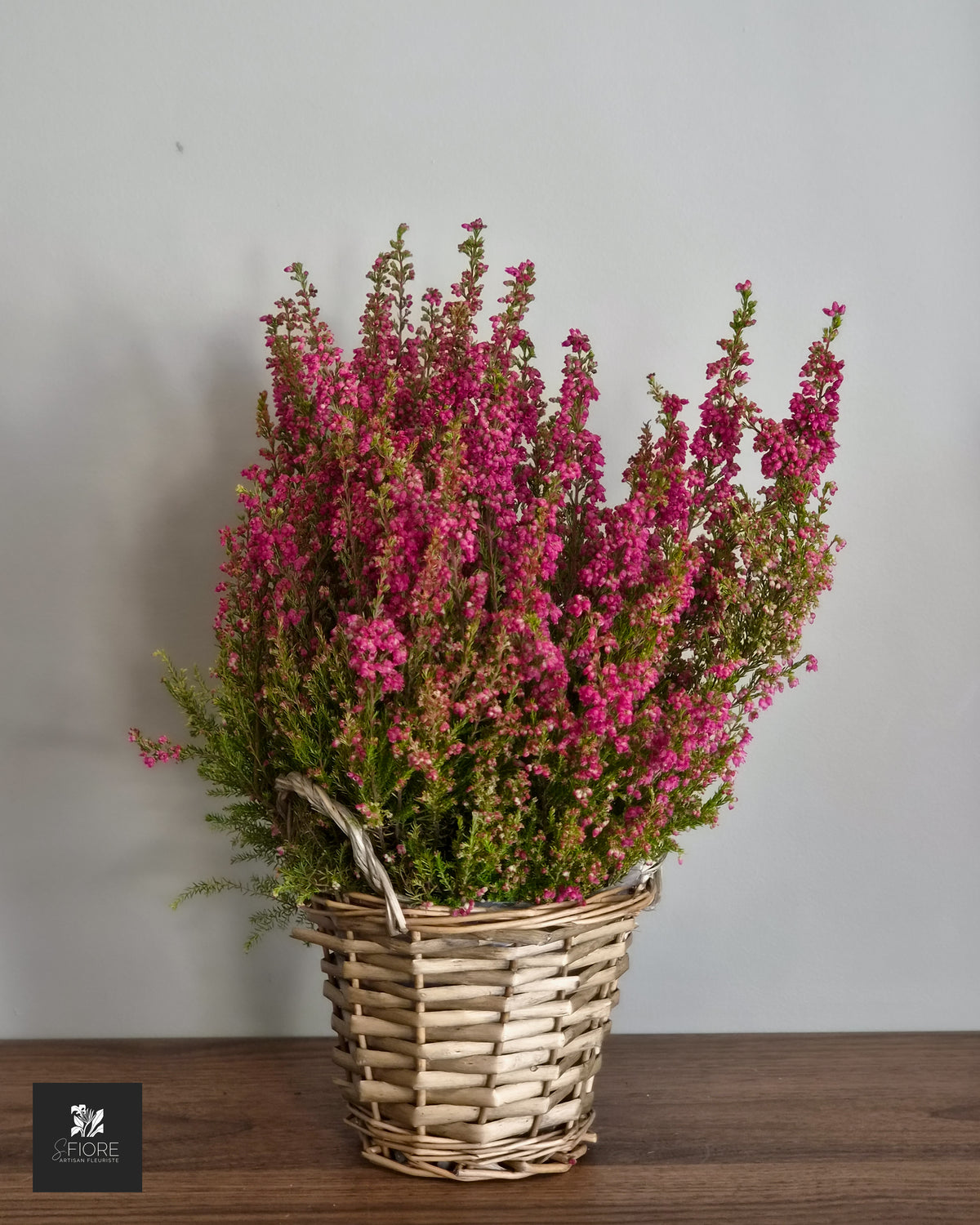 Erica (Bruyère)