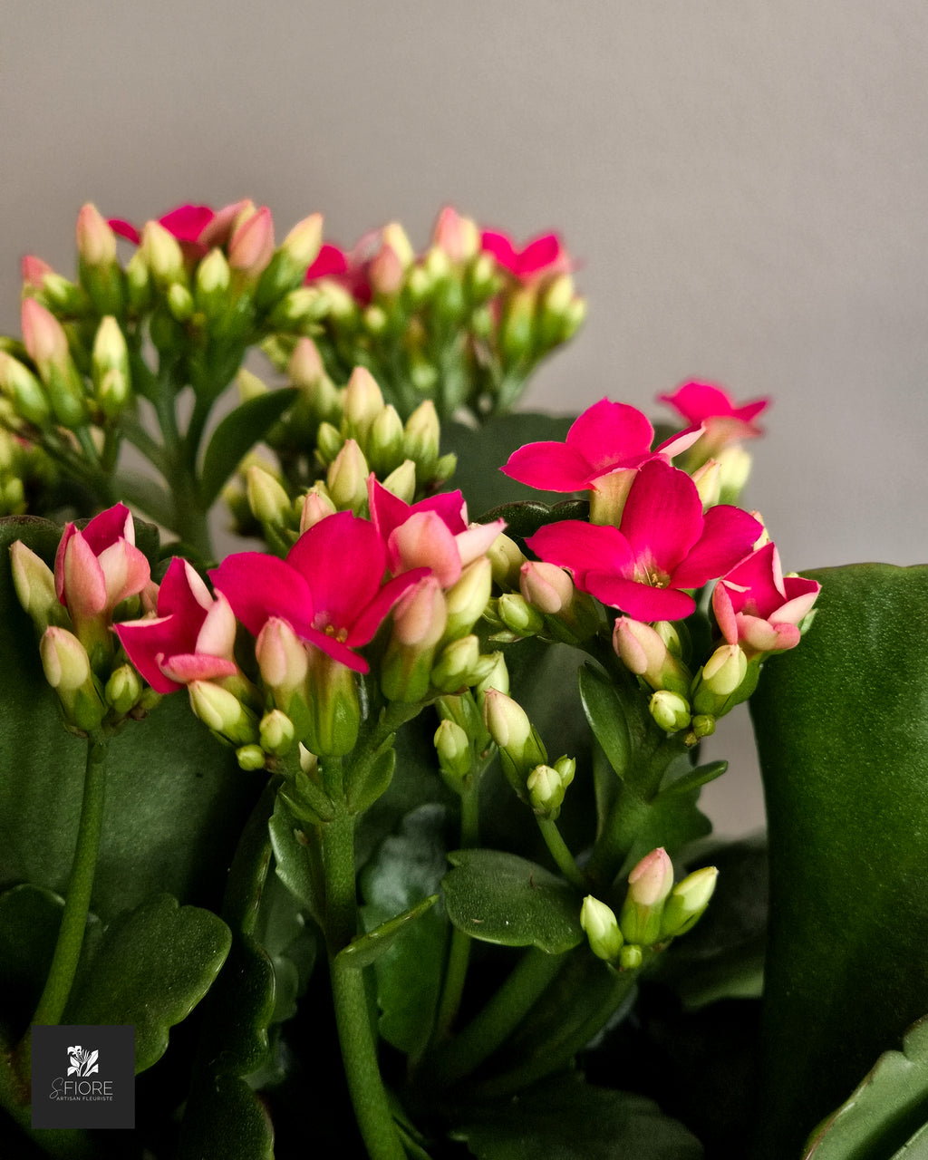 Kalanchoé - Sans Pot