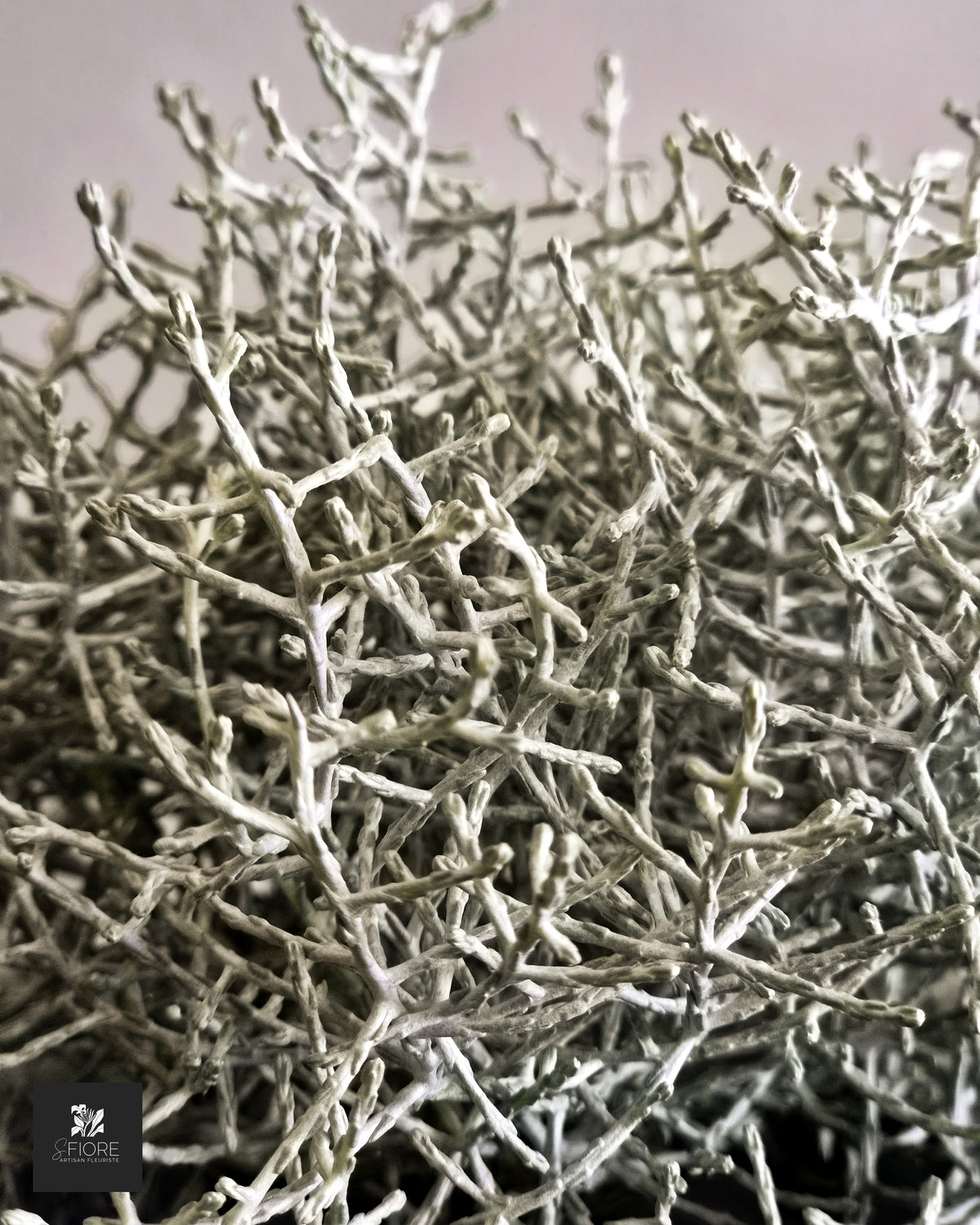 Calocephalus - Sans Pot