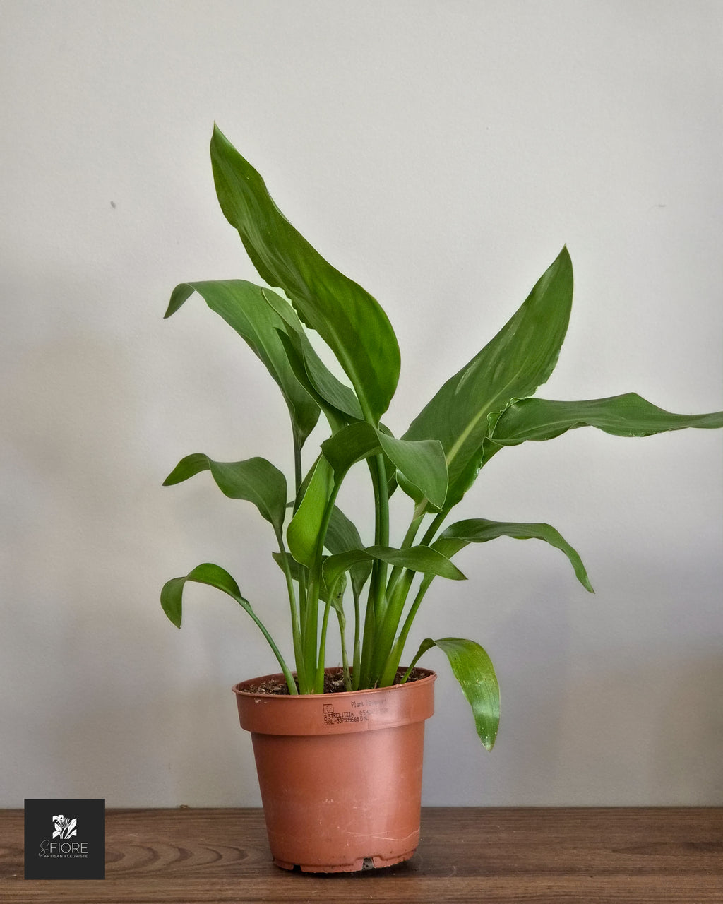 Strelitzia h45cm - Sans Pot
