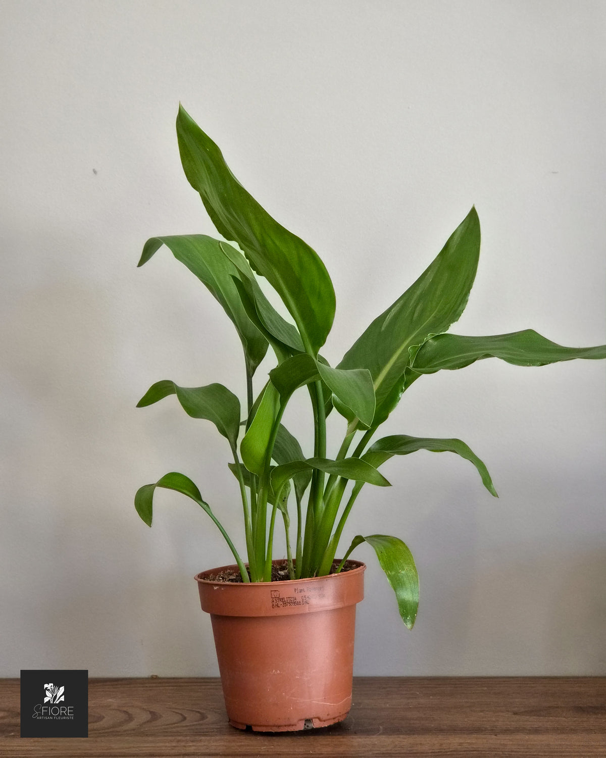 Strelitzia h45cm - Sans Pot