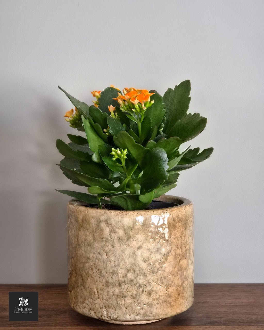 Kalanchoé - Sans Pot