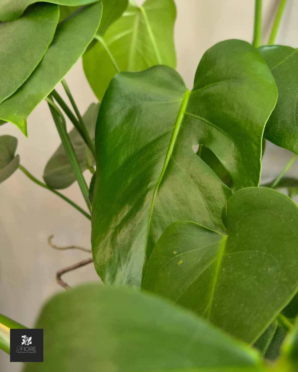 Monstera - Sans Pot