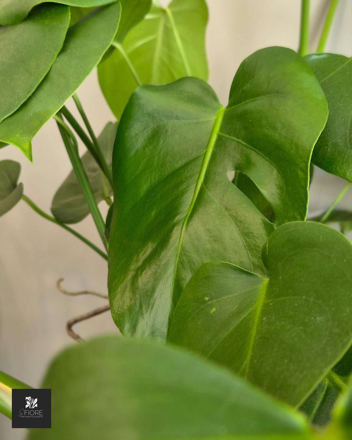 Monstera - Sans Pot