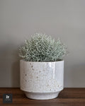 Calocephalus - Sans Pot