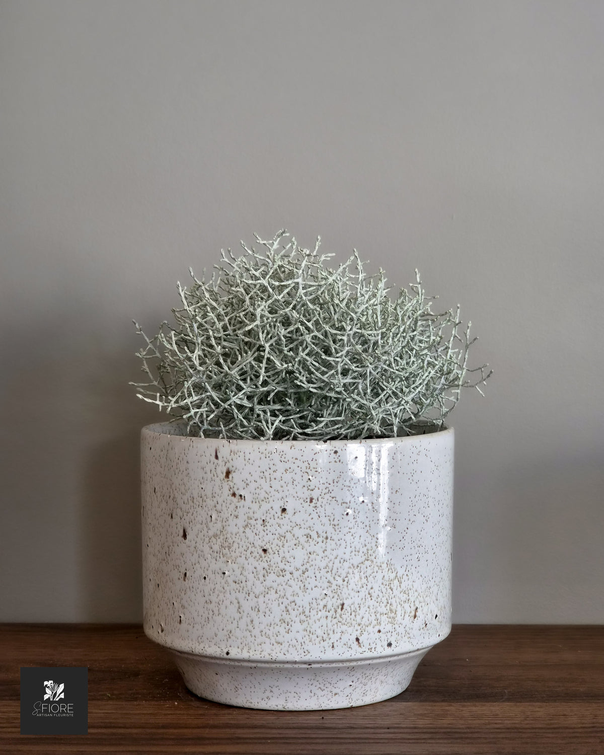Calocephalus - Sans Pot