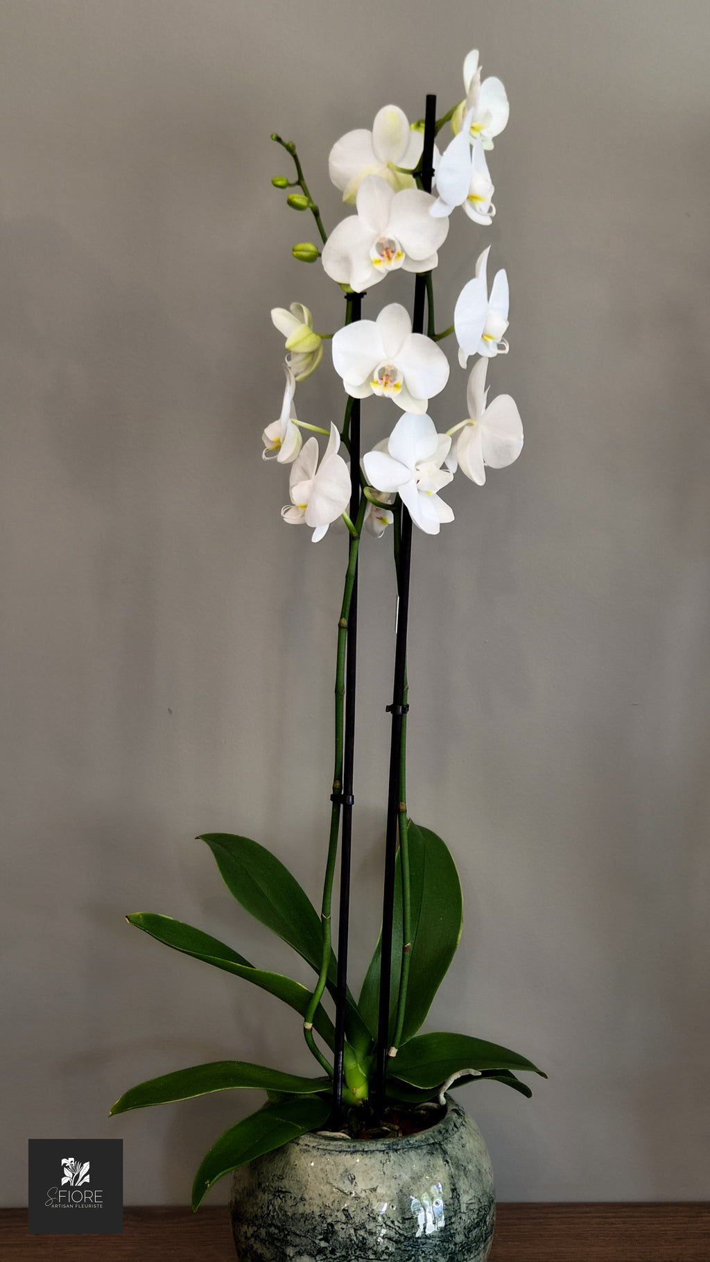 Orchidée 2 branche - Sans Pot