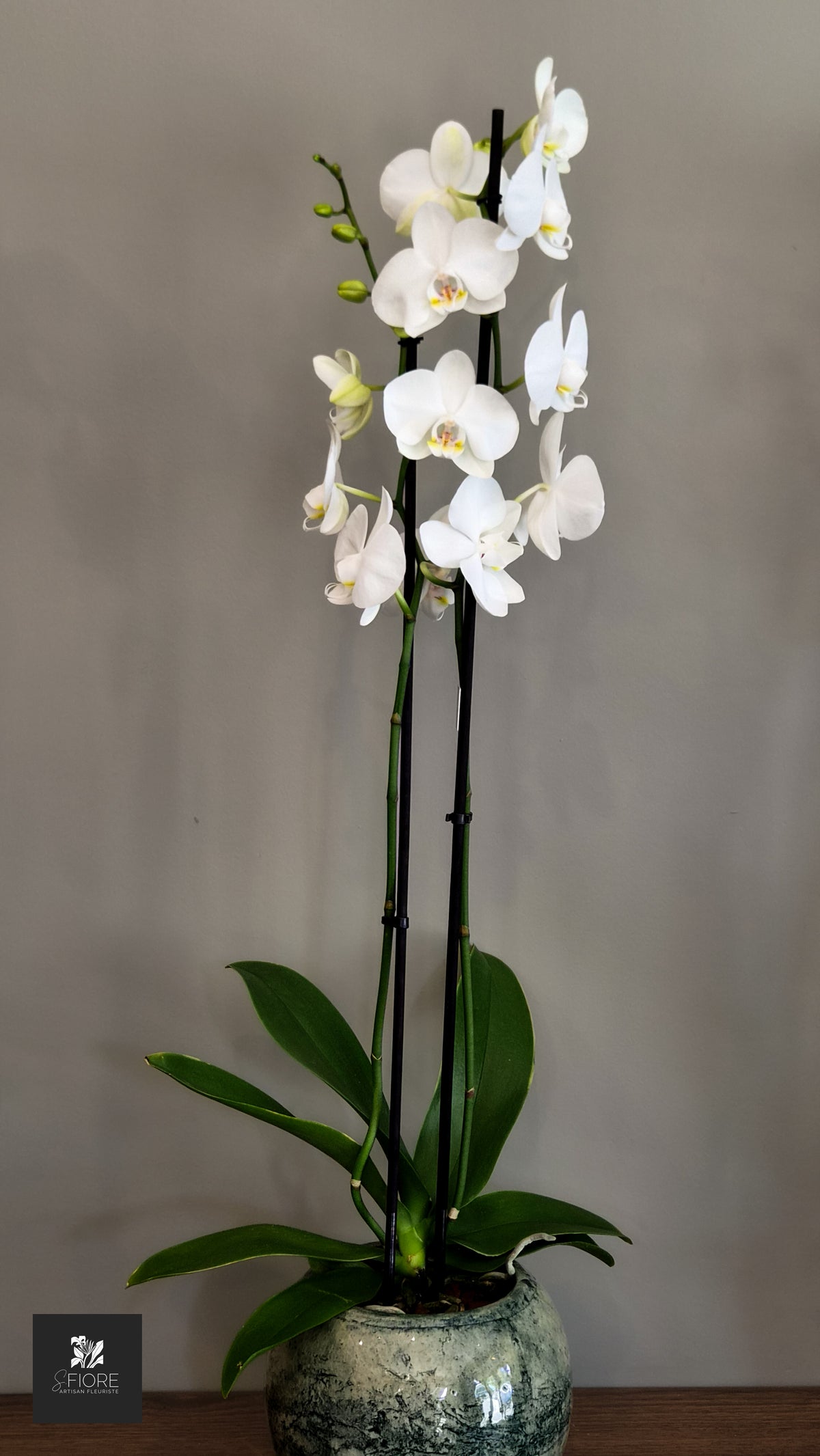 Orchidée 2 branche - Sans Pot
