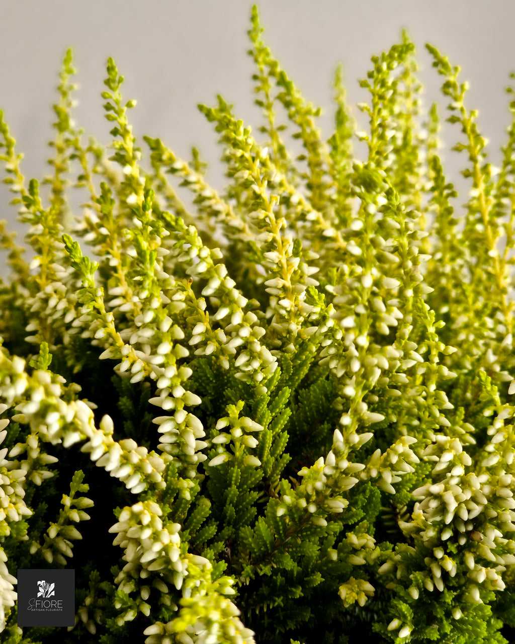 Bruyère Blanc - Sans Pot