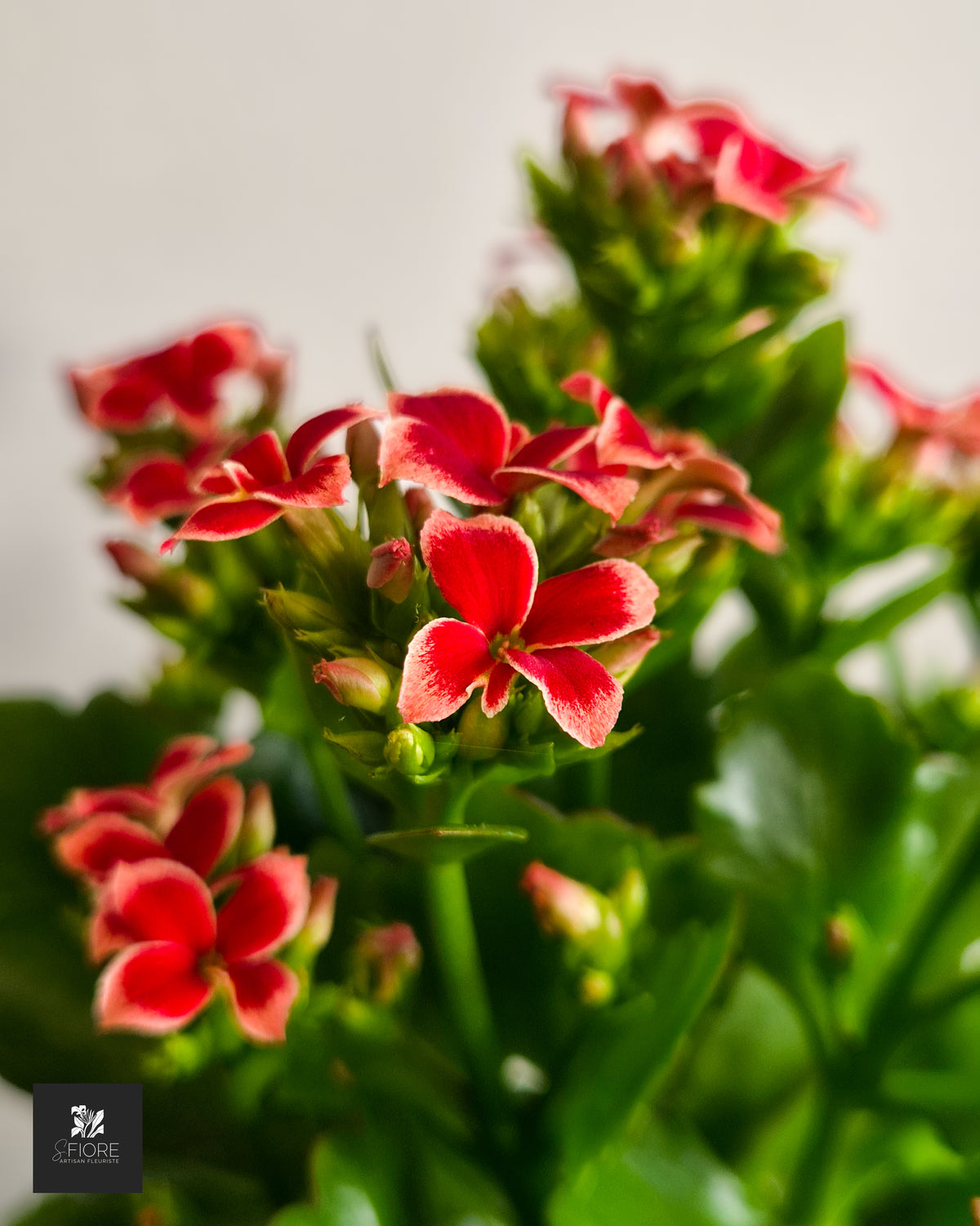 Kalanchoé - Sans Pot