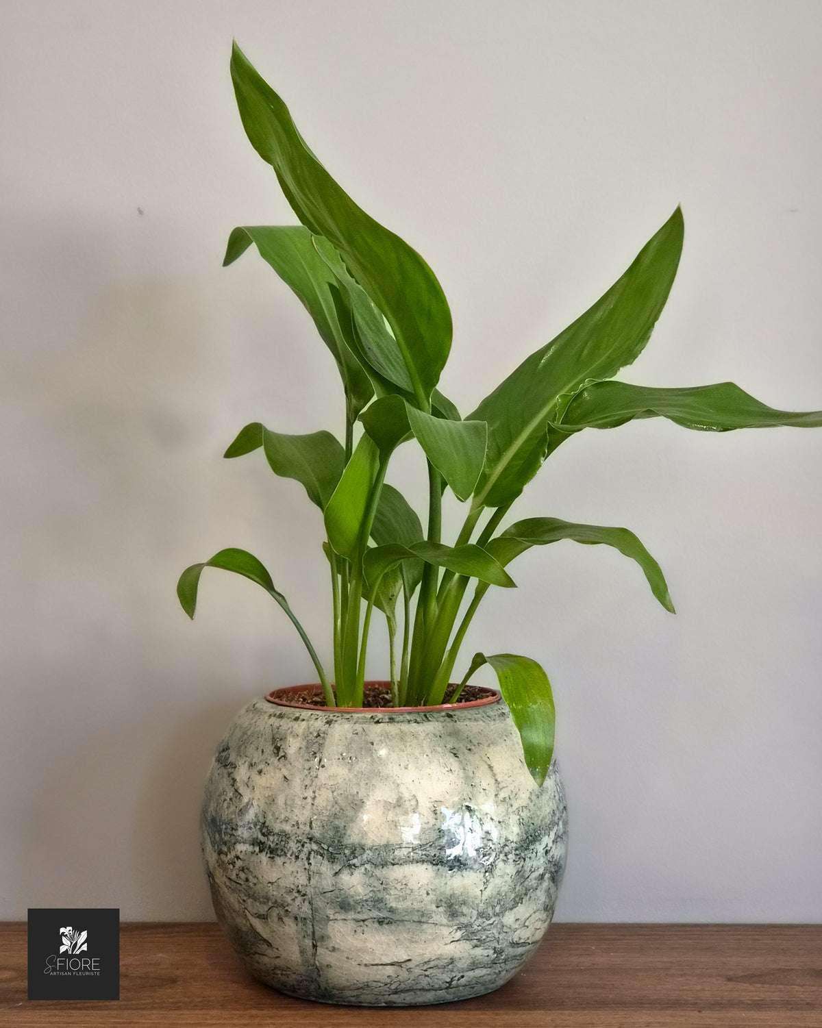 Strelitzia h45cm - Sans Pot