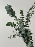 Botte d'eucalyptus