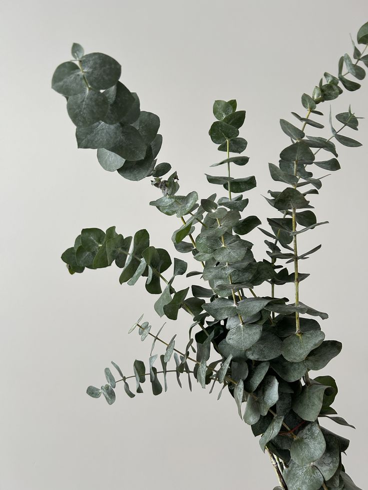 Botte d'eucalyptus