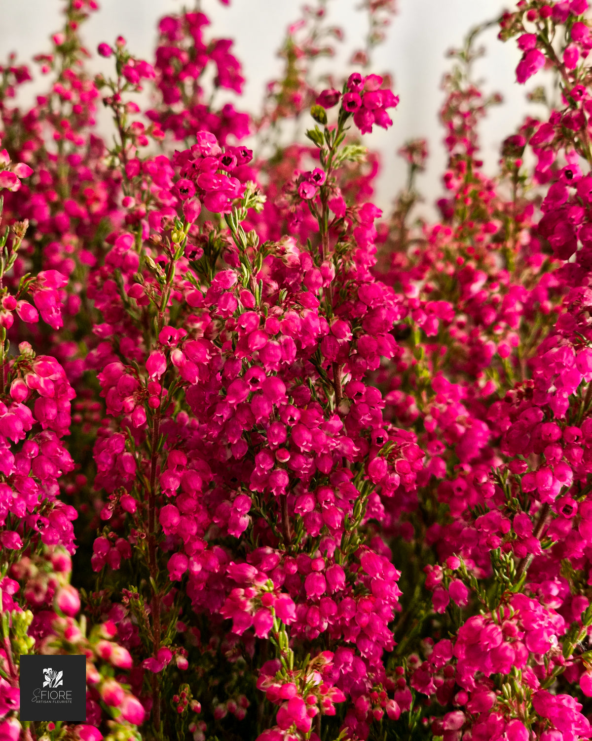 Erica (Bruyère)