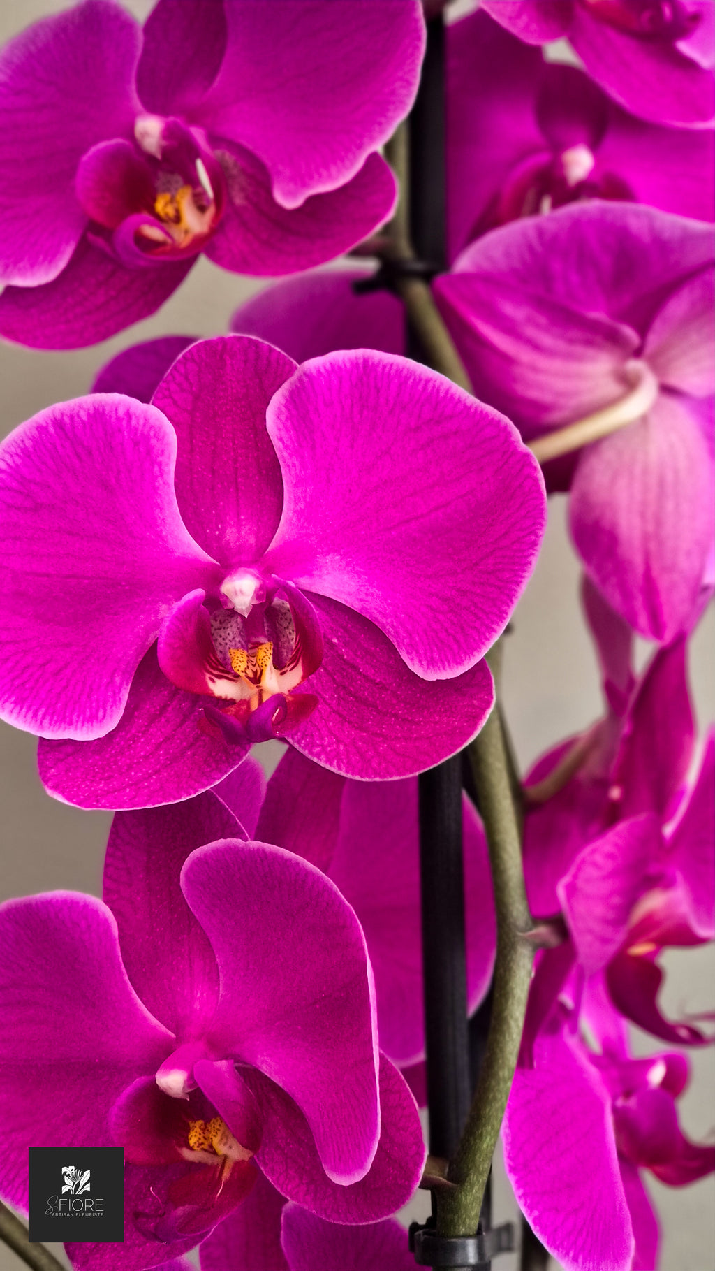 Orchidée 2 branche - Sans Pot