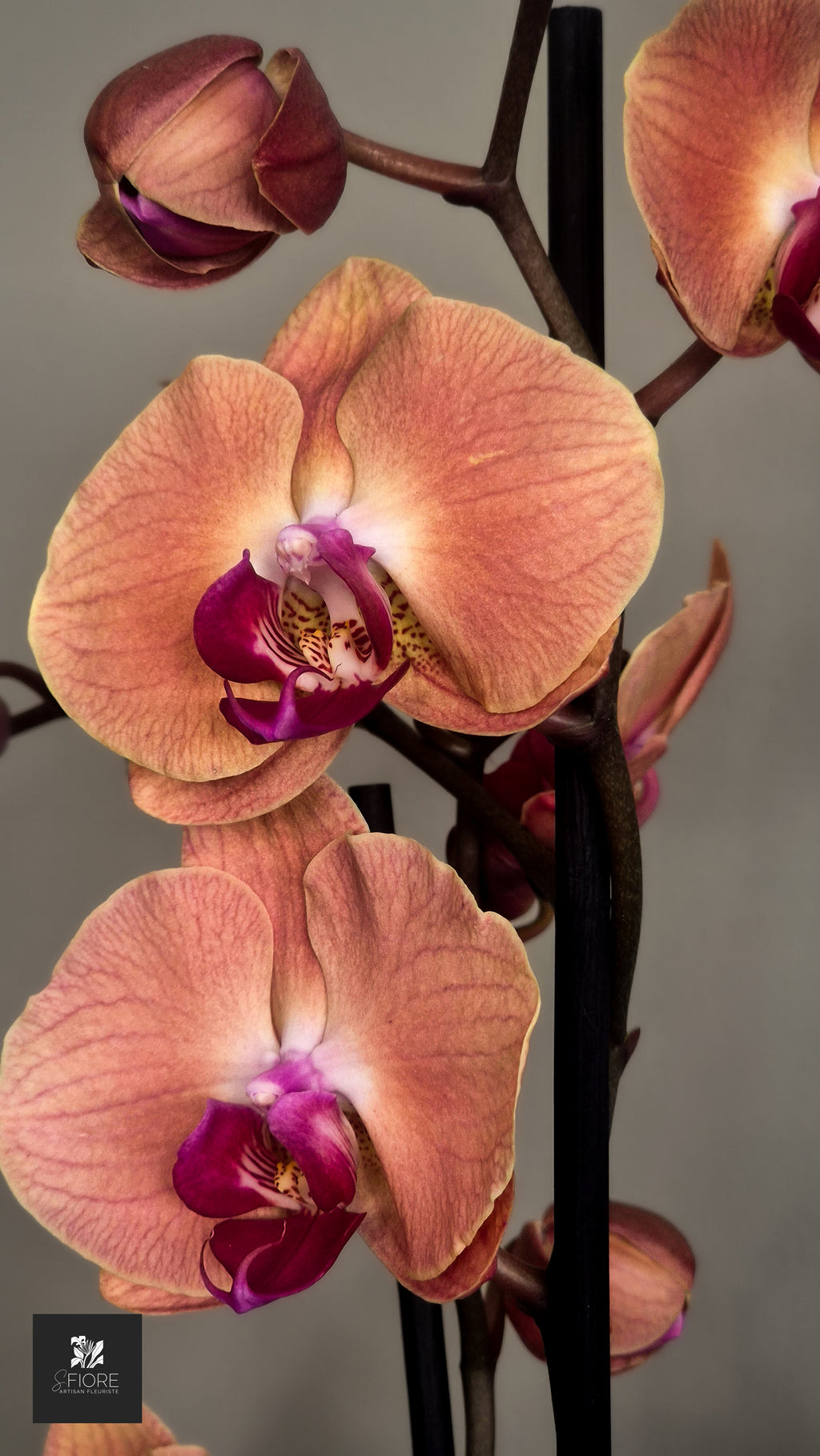 Orchidée 2 branche - Sans Pot