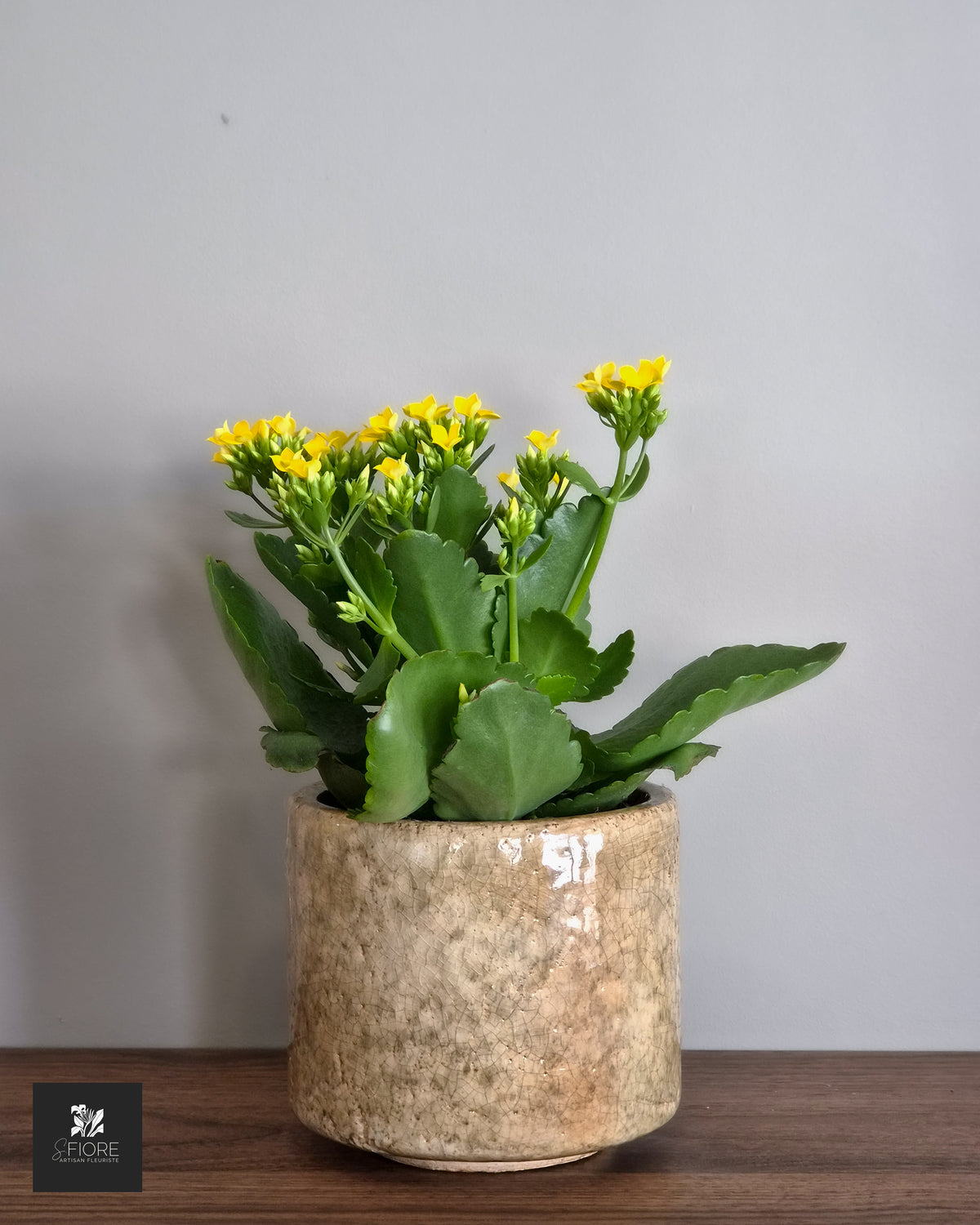 Kalanchoé - Sans Pot