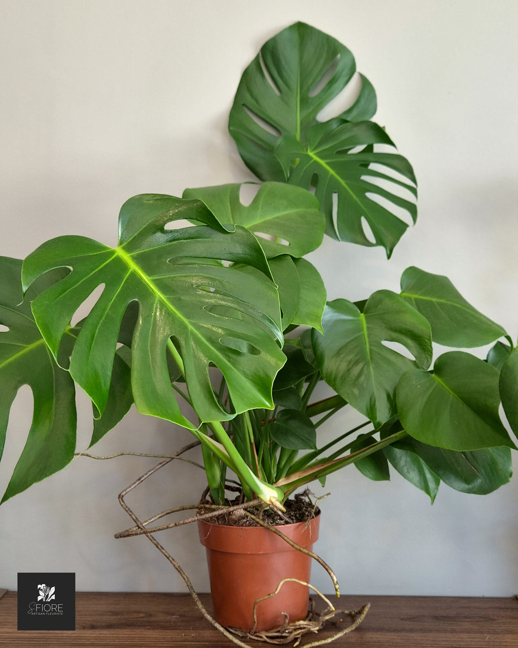 Monstera - Sans Pot