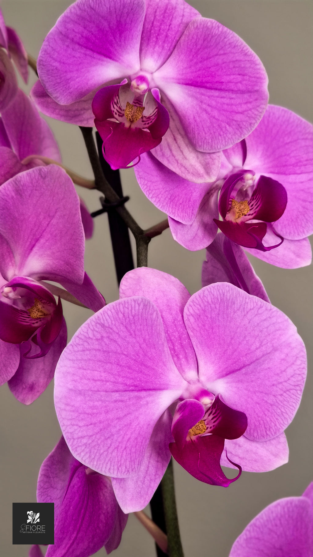 Orchidée 2 branche - Sans Pot