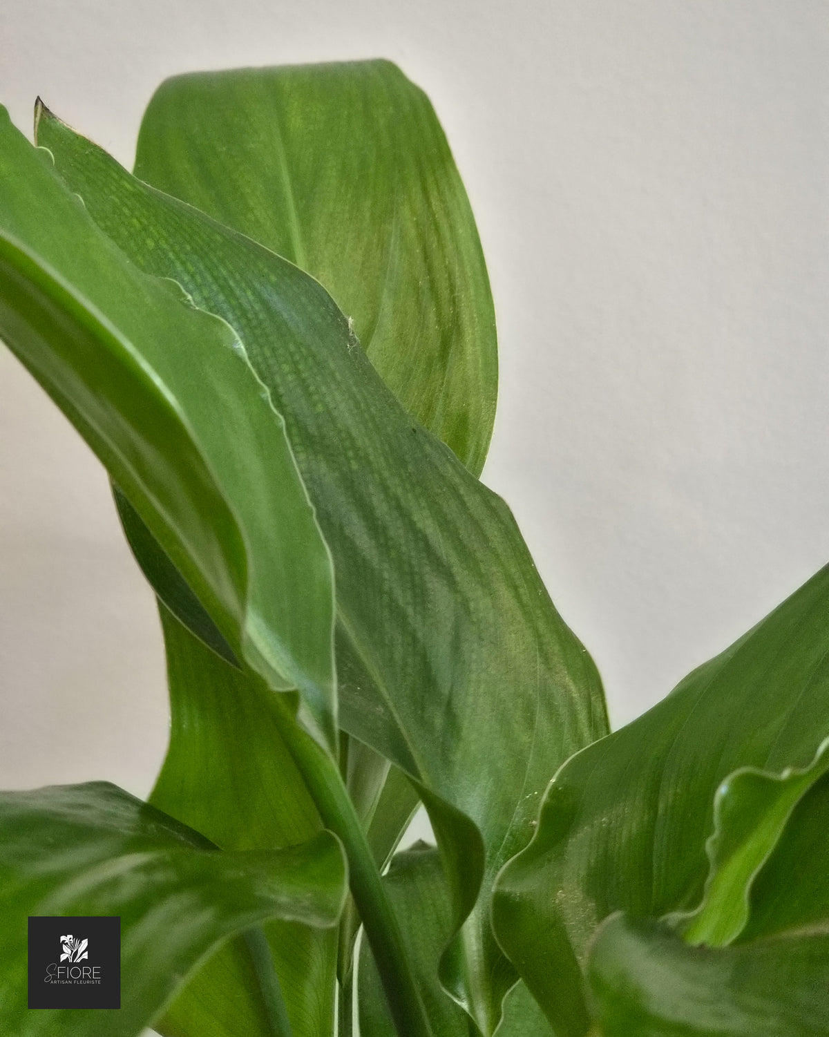 Strelitzia h45cm - Sans Pot
