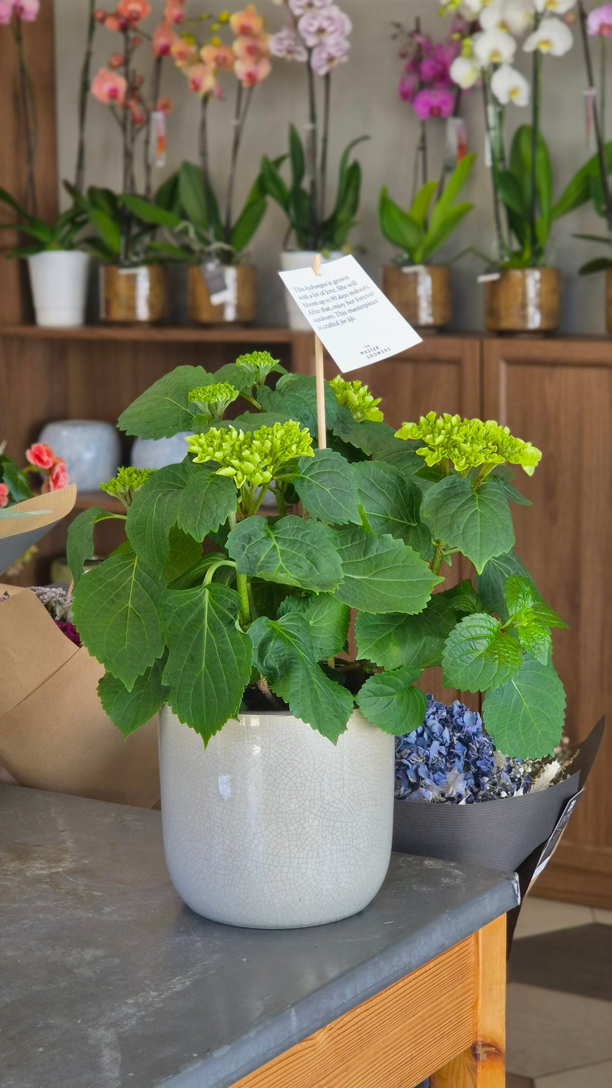 Hortensia - Sans Pot