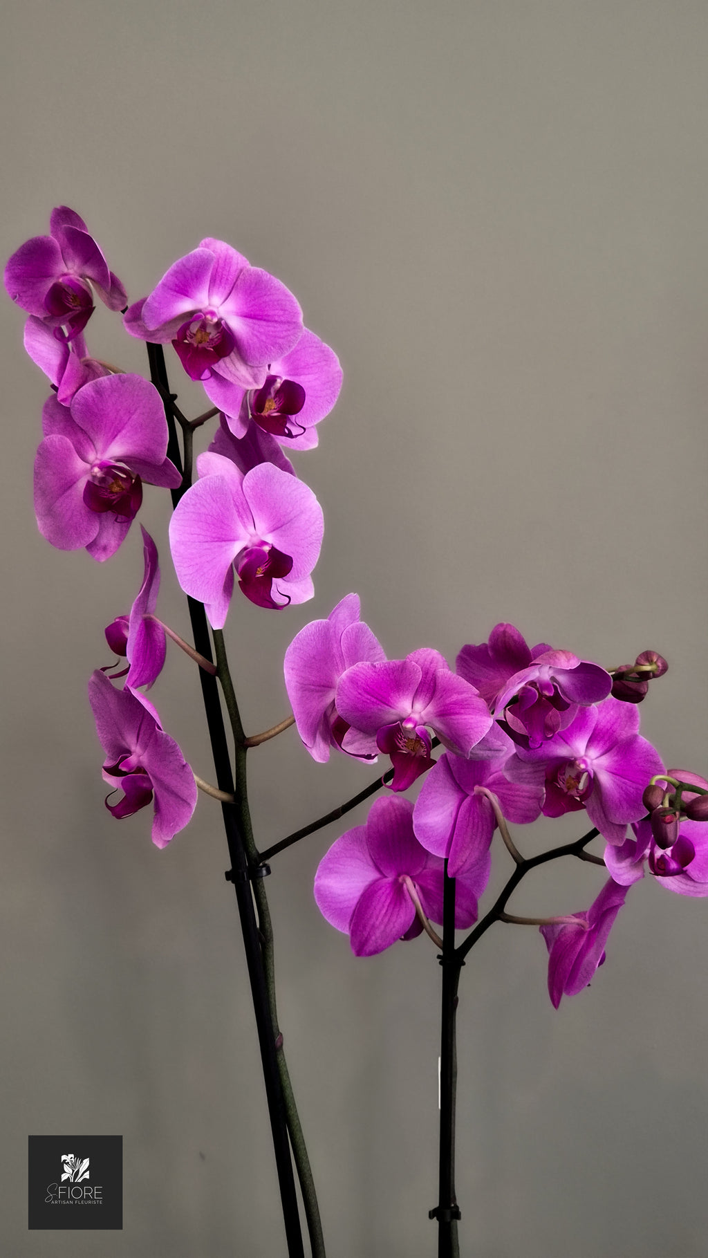 Orchidée 2 branche - Sans Pot