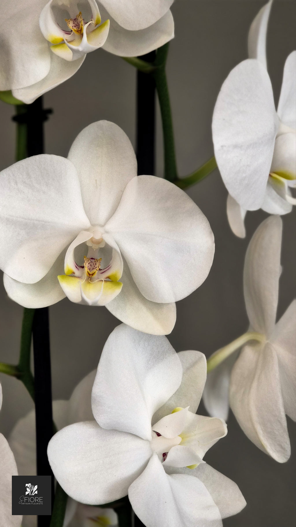 Orchidée 2 branche - Sans Pot