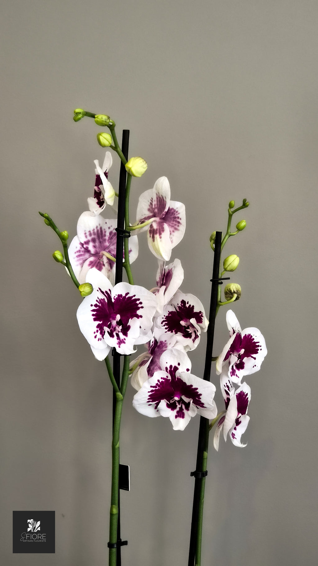 Orchidée 2 branche - Sans Pot