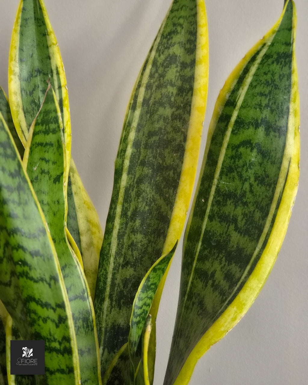 Sansevieria - sans pot