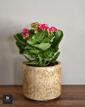 Kalanchoé - Sans Pot