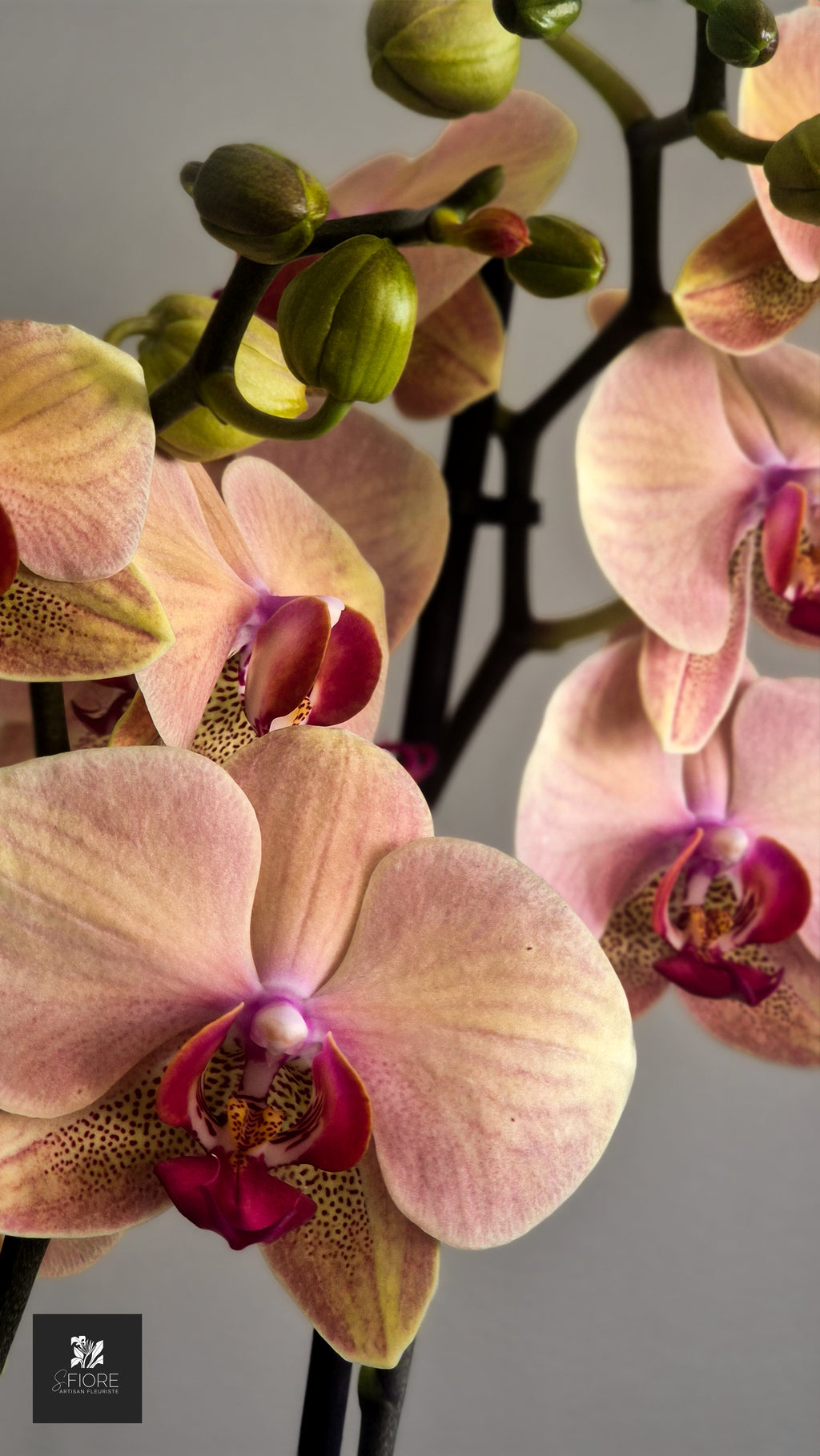 Orchidée 2 branche - Sans Pot