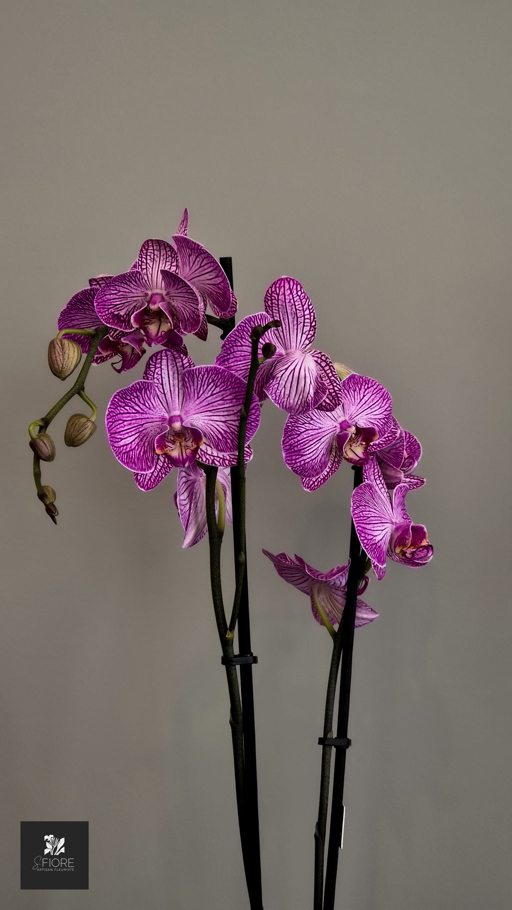 Orchidée 2 branche - Sans Pot
