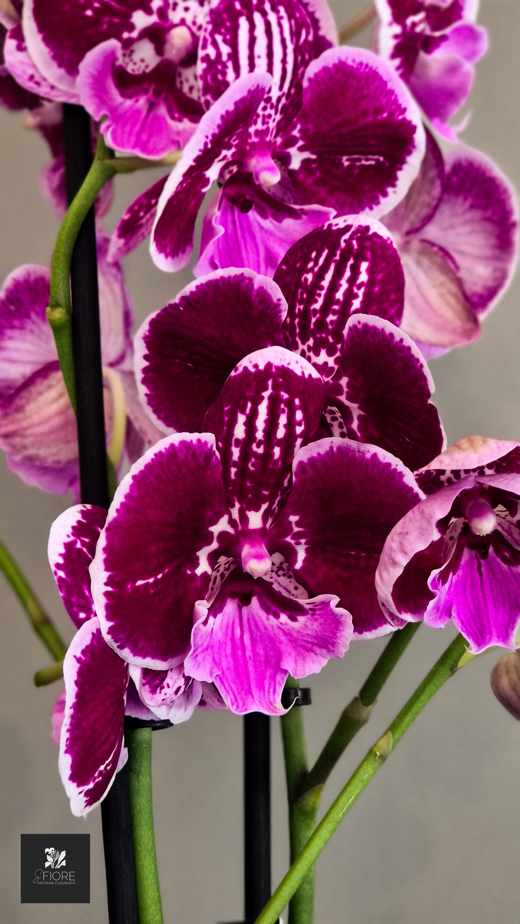 Orchidée 2 branche - Sans Pot