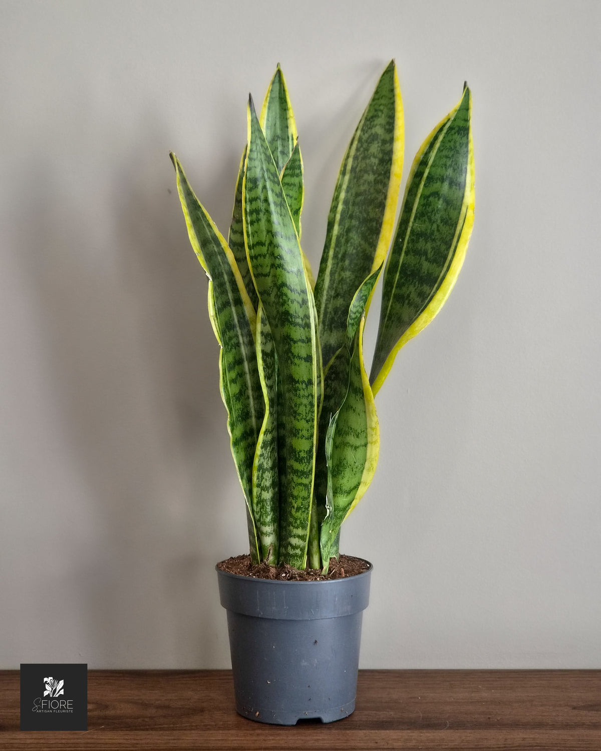 Sansevieria - sans pot