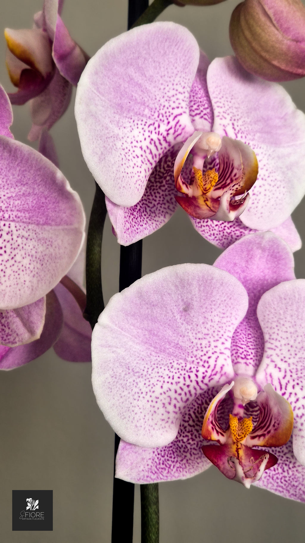 Orchidée 2 branche - Sans Pot
