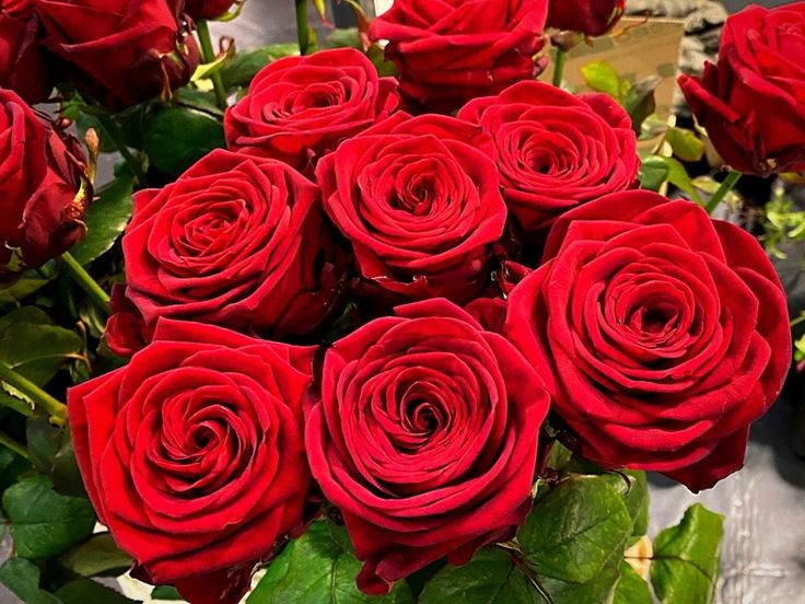 Rose Rouge Red Naomi