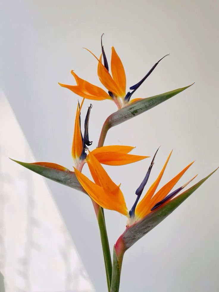 Strélitzia
